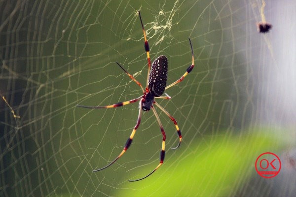 از بین بردن تار عنکبوت در منزل 